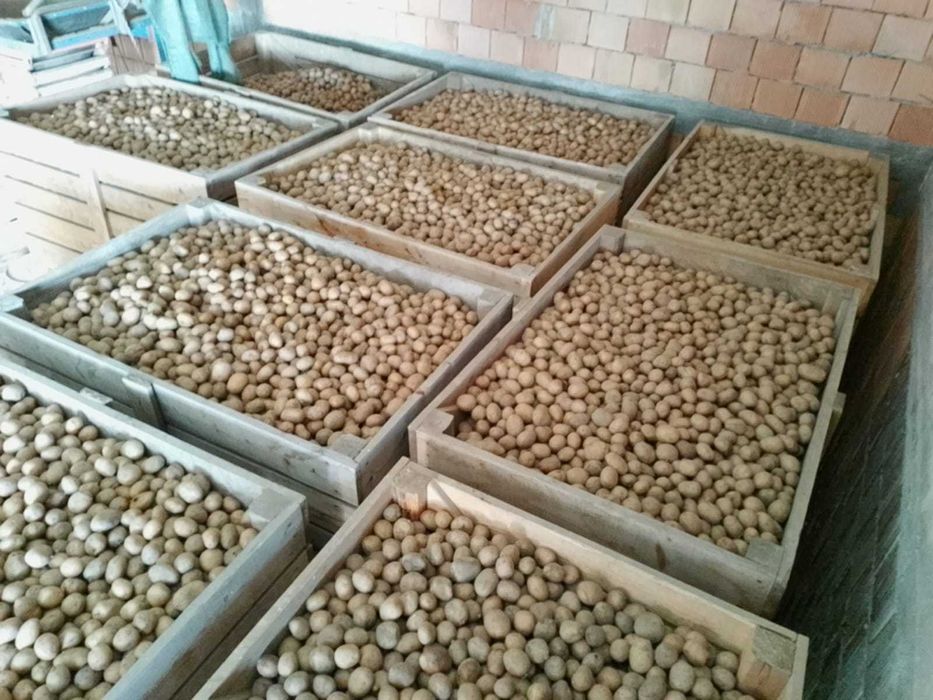 Samanta castofi samanta