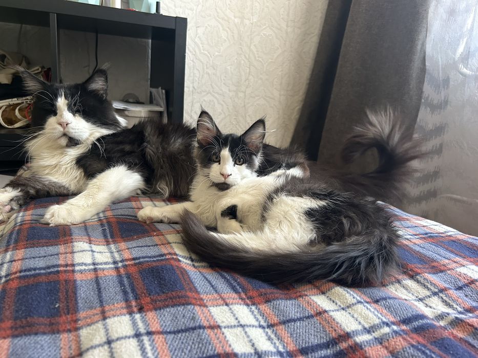 Маленький принц Мейн-кун