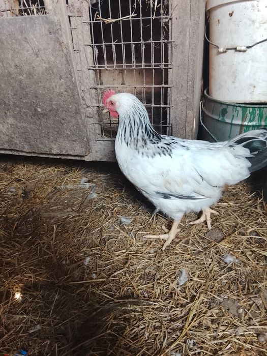 Продам домашний петуха