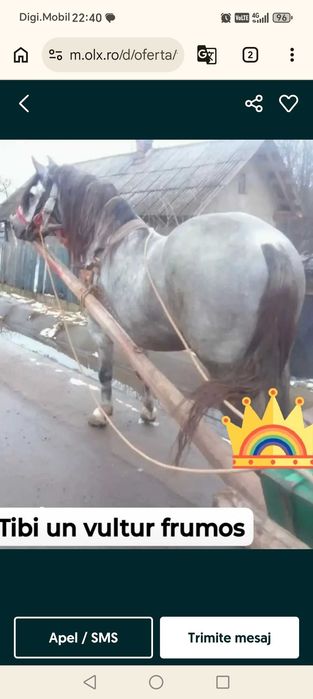Armăsar cuminte de vânzare