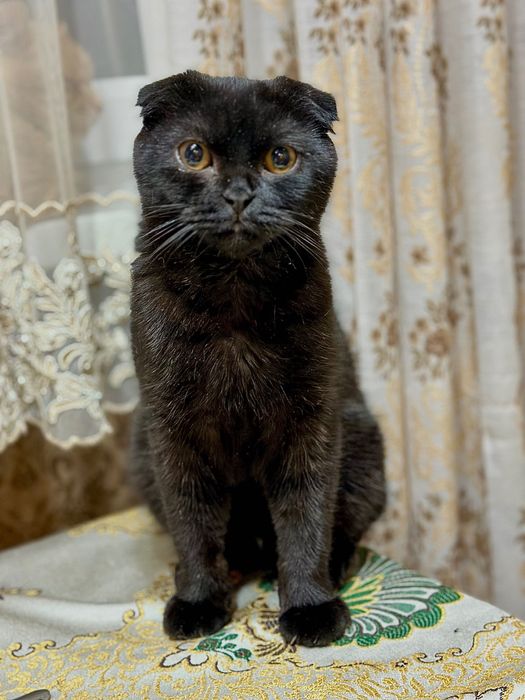 Котик шотландский вислоухий