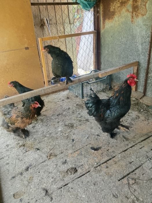 Брам 10 месяцев  торг