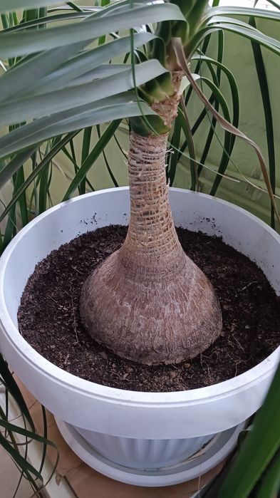 Нолина.          .