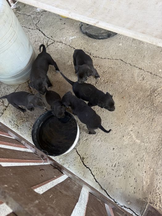 Catei adoptie 2-3 luni