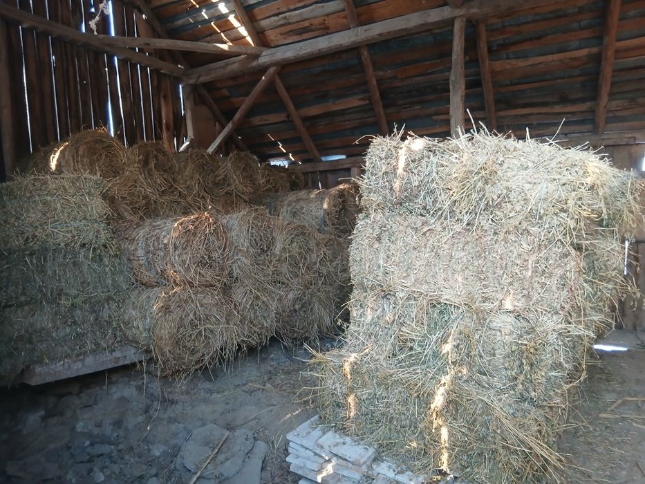 Baloti Lucernă si fân.