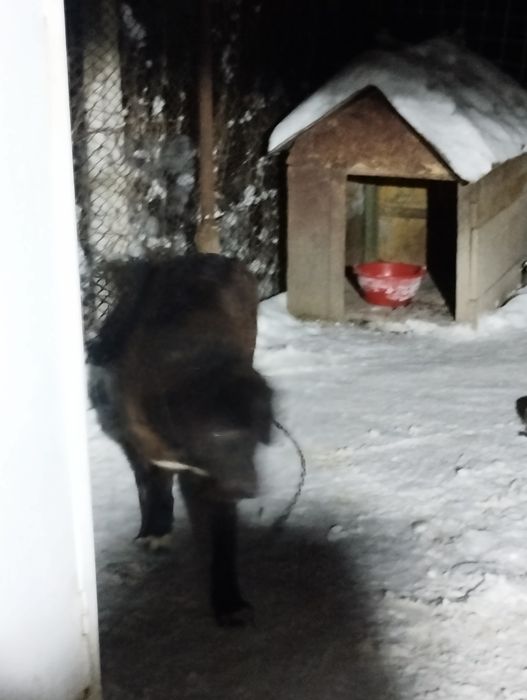 Ciobanesc Romanesc Corb