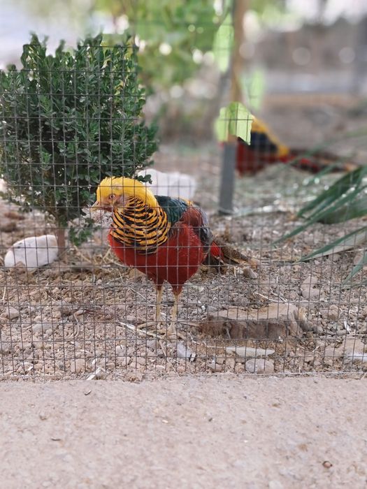 Zalatoy fazan tilarang fazan qirgʻovul