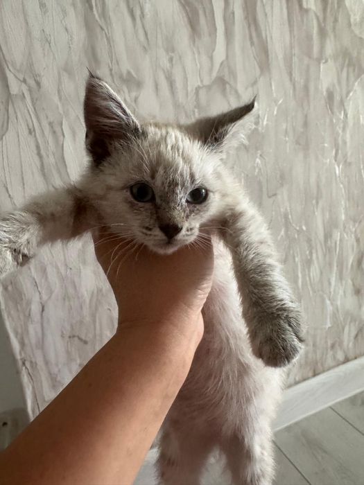 Маленький котёнок девочка