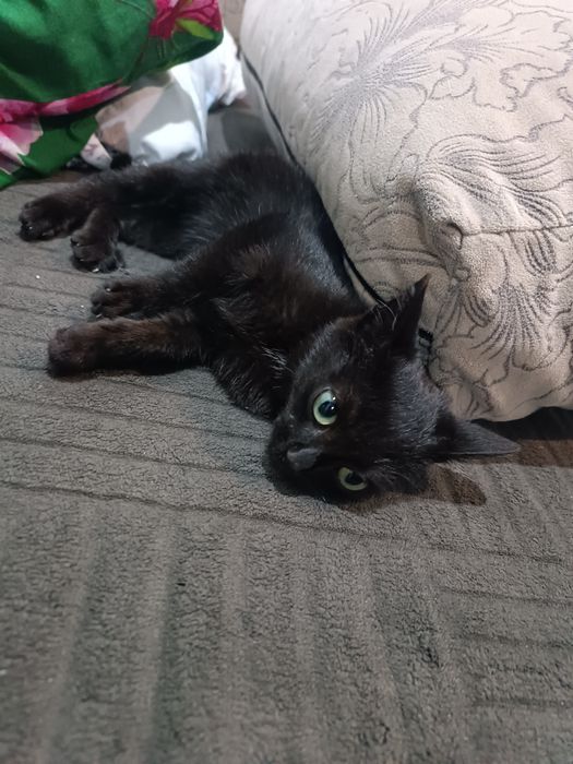 Отдам кошечку (котенок)
