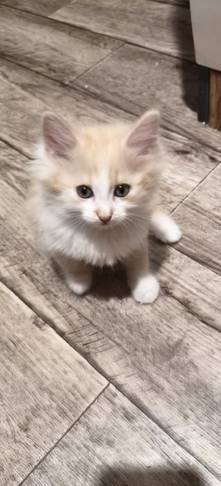 Котята даром, веселые , игривые ,лоток знают