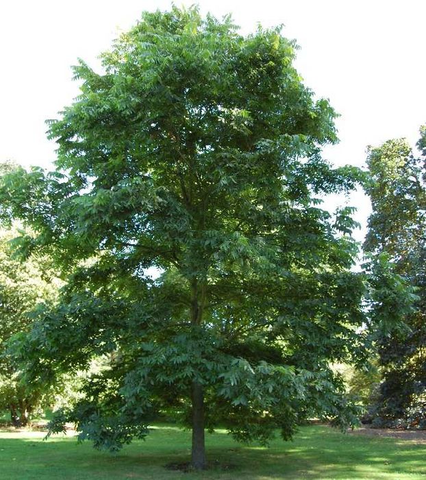 Разсад Орех Пекан