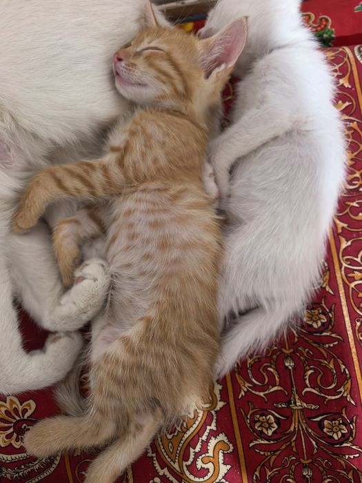 Котята в добрые руки оба мальчики