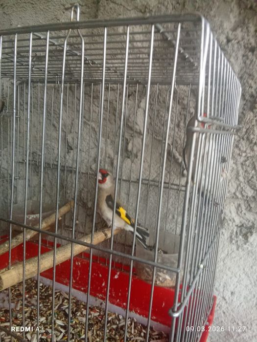 Продаётся птица щегол,савв