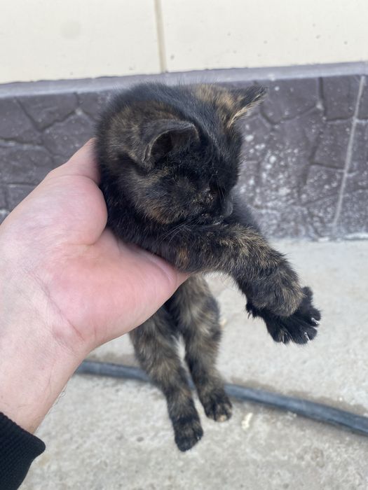 Отдам котенка в добрые руки