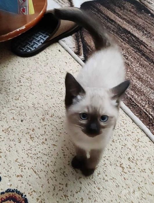 Siyam zotli mushukcha qz aqlli mexrbon