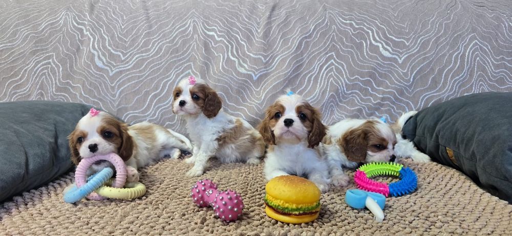 Замечательные щенки Кавалер Кинг Чарльз Спаниель