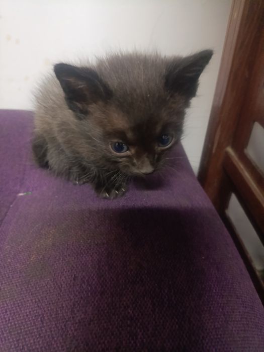 Отдам котят в хорошие руки!!!