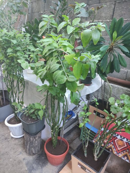 Продам комнатные растения, цветы