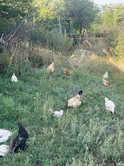 Продам домашних куры