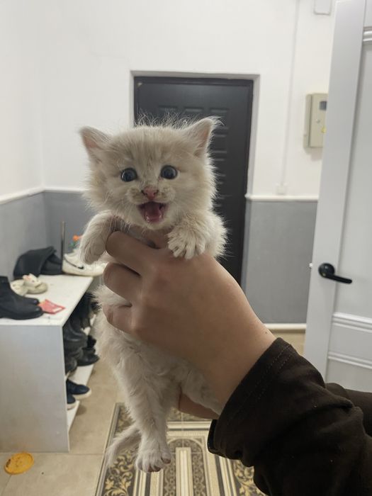 маленьки котенок