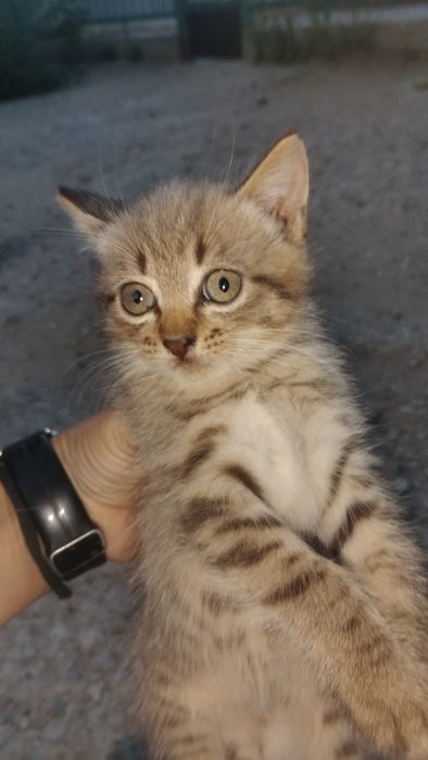 Отдам котят в добрые руки