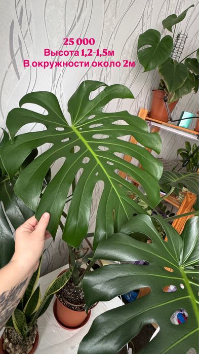 Продам комнатные цветы