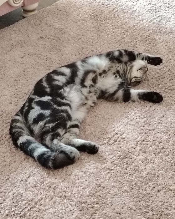 Шикарный игривый кот