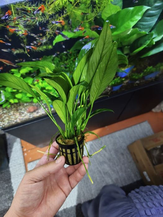 Anubias cangesist
