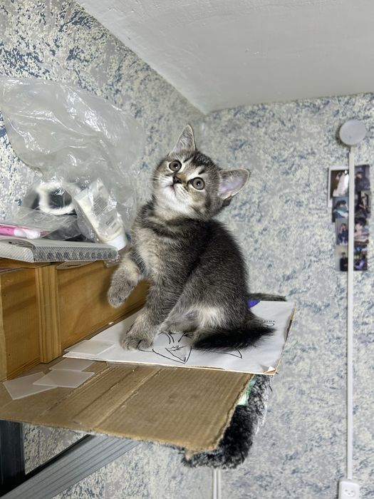 Продам красивого котенка девочка