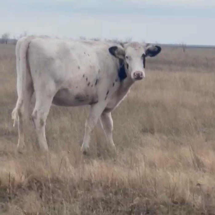 Продам телок племенные