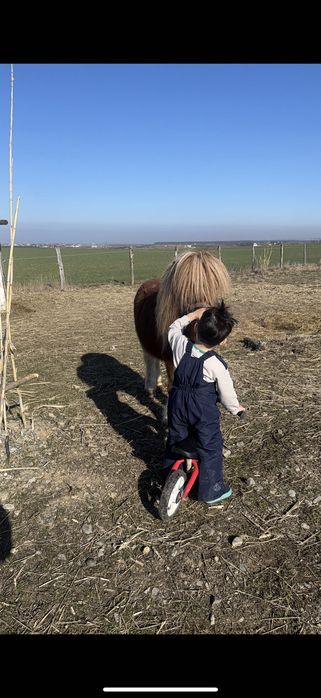Vând ponei cal ( castrat )