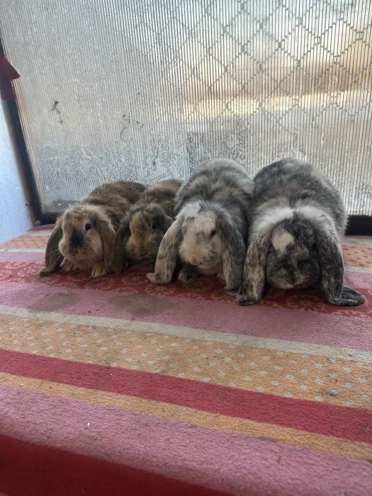 Iepuri berbec german