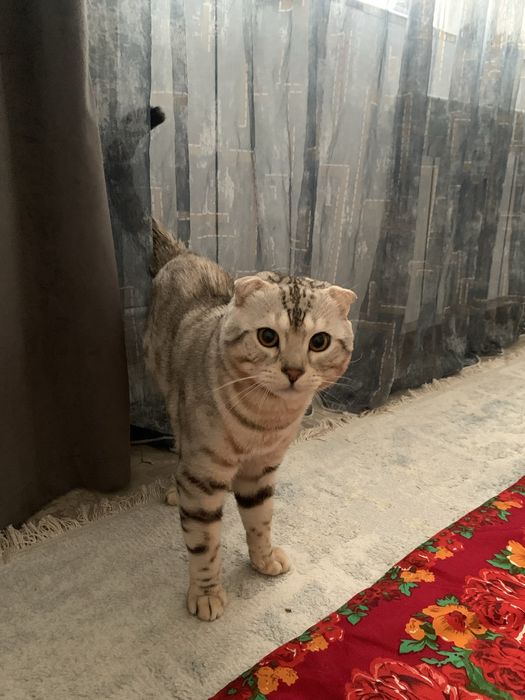 Кот ищет кошку для вязки