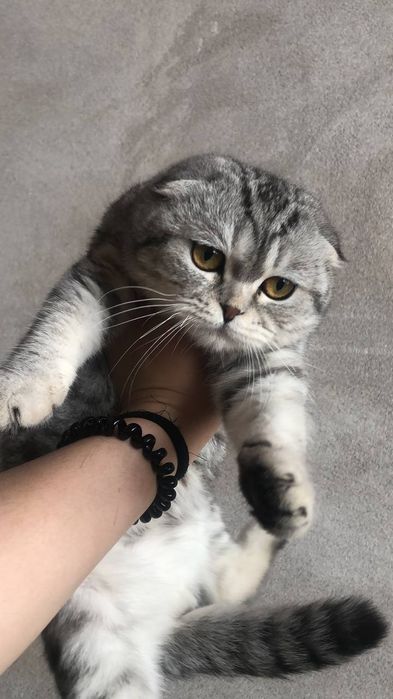 Британская шилшила мальчик продаю