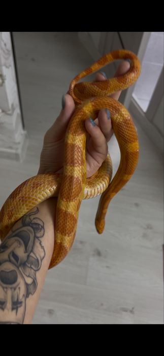 Маисовый полоз.