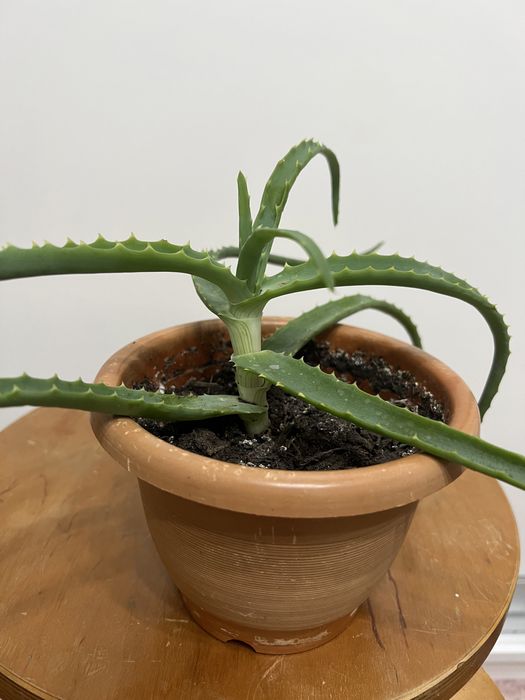 Комнатный цветок Алое