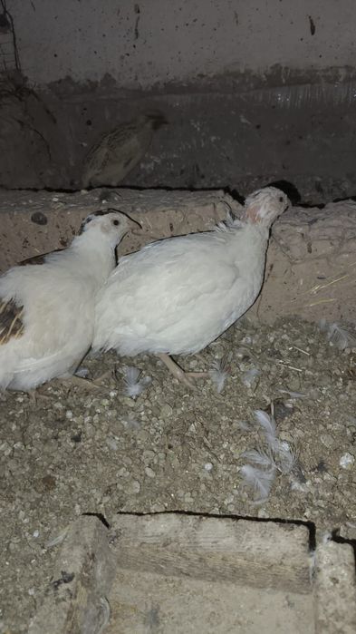 Бедана сотилади 11 дона