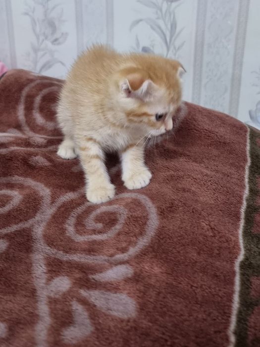 Продаётся котёнок Скотиш фолд  девочка