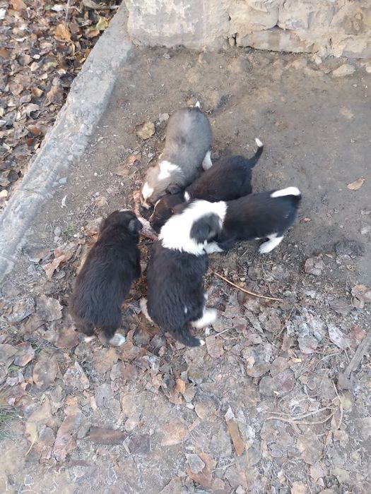 Собаки щенята дворняги