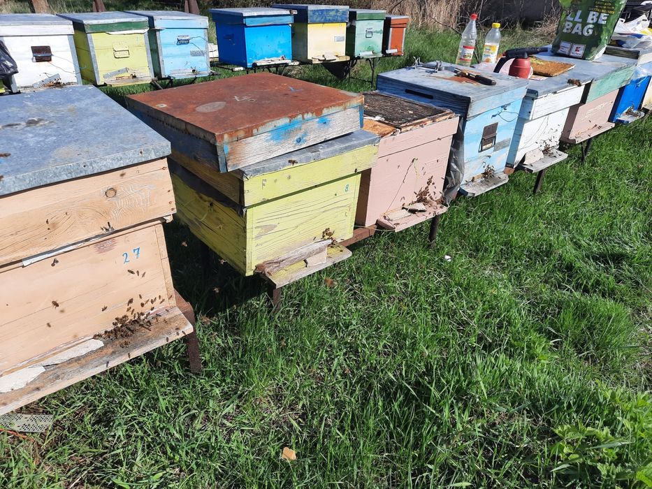 Stupi pe 11 rame, înainte de salcâm