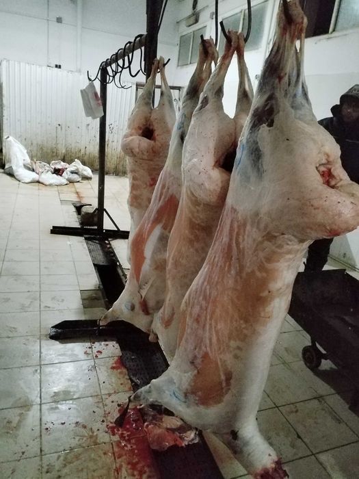 Семіз қой сойып өлшеп береміз