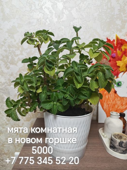 Продаются разные комнатные цветы