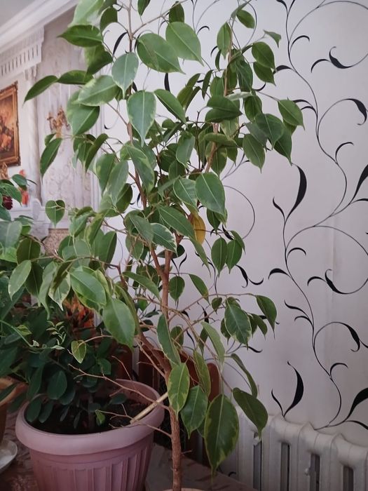 продам комнатные цветы