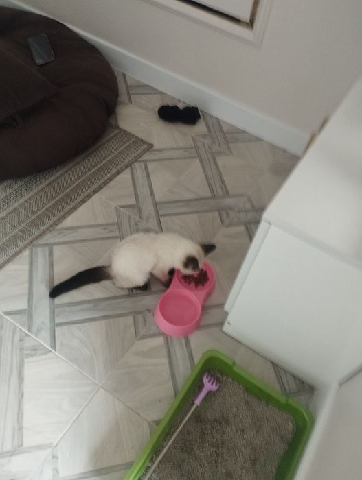 Котята сиамскии породы