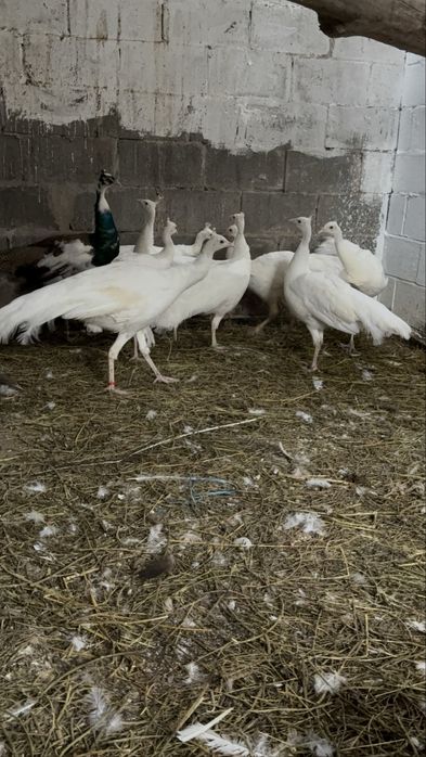 Белые павлины сросно акция и индийские павлин