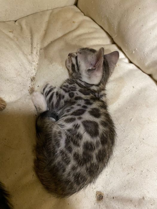 КИСИ! бенгальские котята