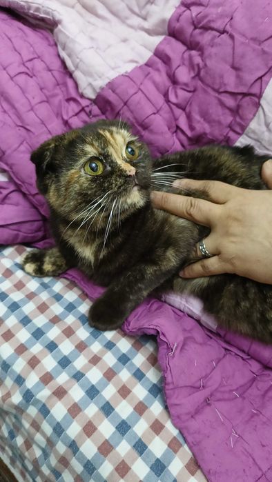 Кошечки Флойд и страйд