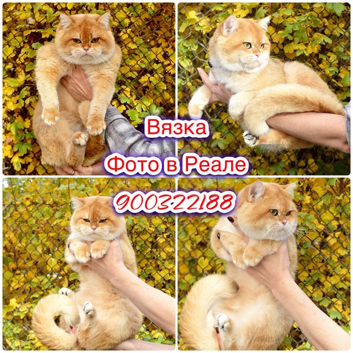 ВЯЗКА британский кот ny12, Vyazka