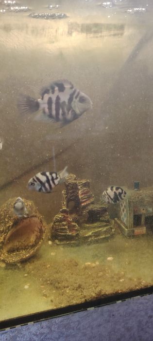 Продам аквариумных рыбок