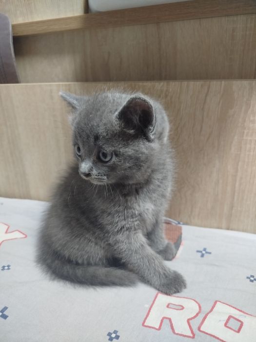 Подарю красивых котят